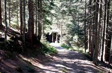 moosalm-kinderwanderweg1