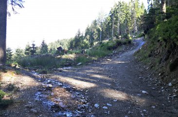 moosalm-kinderwanderweg2