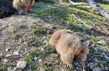 murmeltiere-bachlalm1