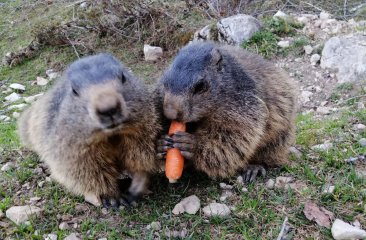 murmeltiere-bachlalm10