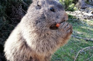 murmeltiere-bachlalm11