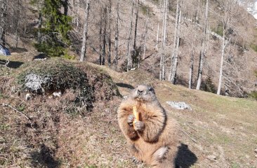 murmeltiere-bachlalm13