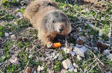 murmeltiere-bachlalm15