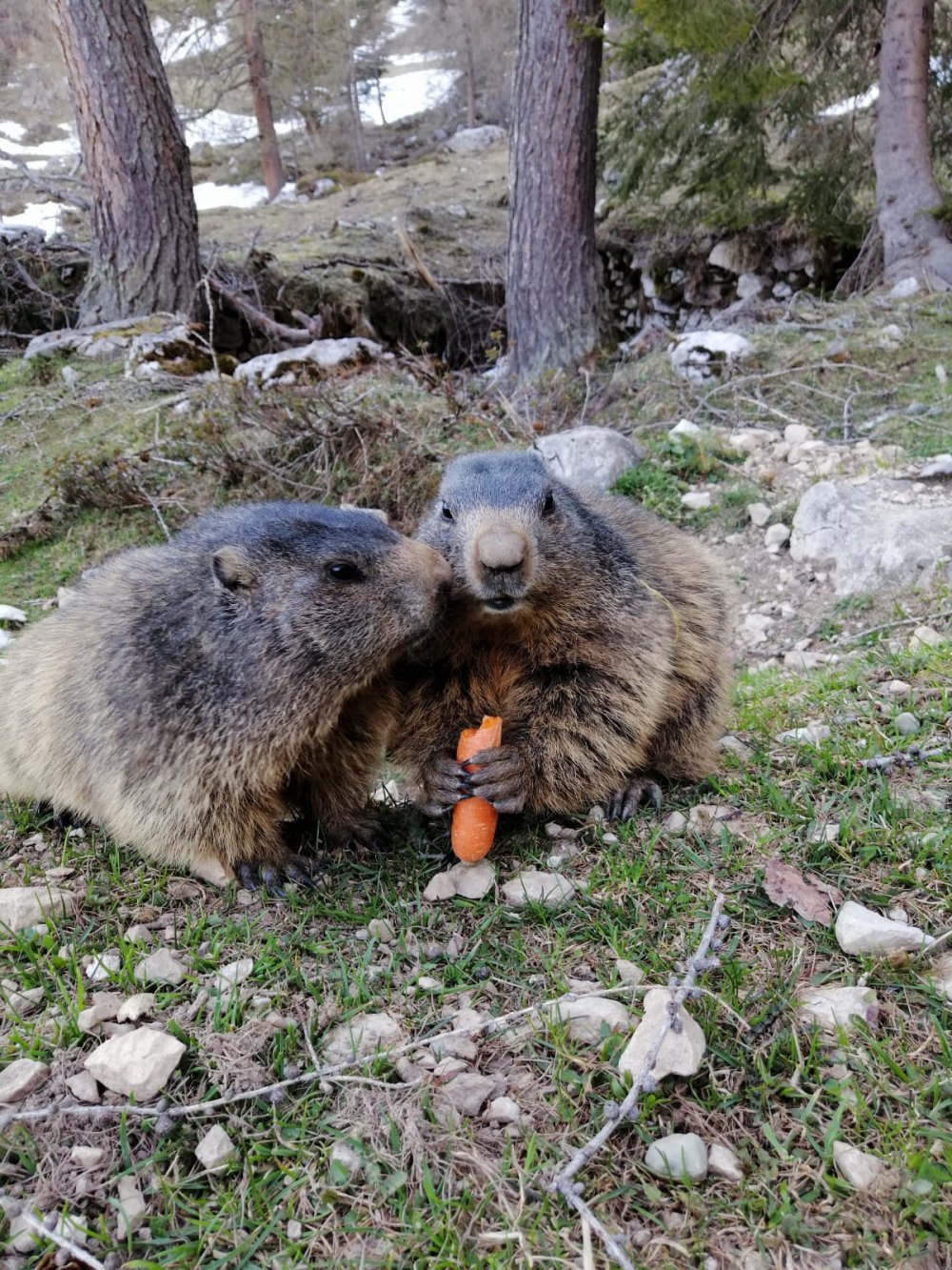 murmeltiere-bachlalm4