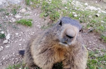 murmeltiere-bachlalm7