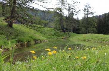 noesslerriedel-filzmoos