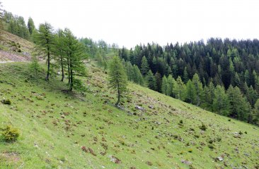 noesslerriedel-in-filzmoos