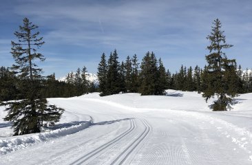 perfekte-loipenverhaeltnisse
