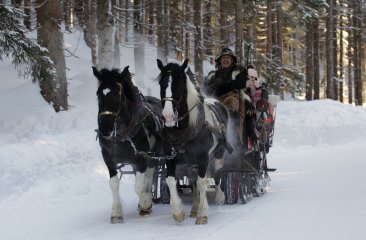 pferdeschlitten