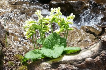 schluesselblume-am-wasser