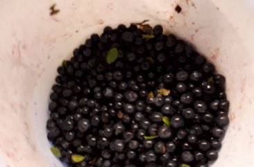 schwarzbeeren-sammeln