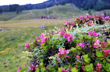 sommerzeit-der-almrausch-blueht