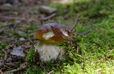 steinpilz-zwischen-moos