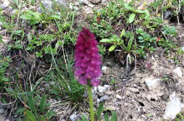 steirisches-kohlroeschen