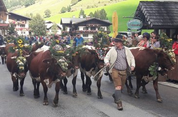 traditioneller-filzmooser-almabtrieb