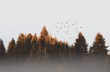 voegel-ziehen-in-den-sueden