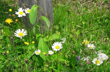 wiesenblumen