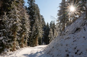 winterweg-coenweesjes