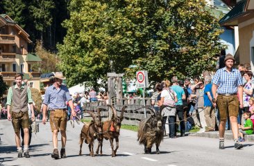 ziegen-beim-almabtrieb